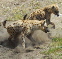 Altina Wildlife Park - Accommodation Sunshine Coast
