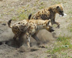 Altina Wildlife Park - Accommodation Sunshine Coast 0