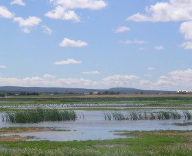 Fivebough Wetlands - Accommodation Sunshine Coast 0