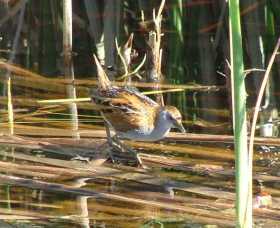 Fivebough Wetlands - Accommodation Sunshine Coast 1