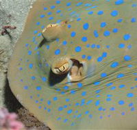 Jorgey's Patch Dive Site - Accommodation Sunshine Coast