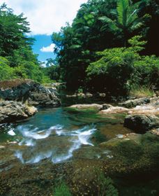Cedar Creek Falls - Accommodation Sunshine Coast 1