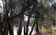 Mia Forest Drives Narrandera - thumb 0