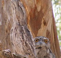 Bird Watching - Accommodation Sunshine Coast