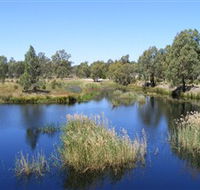 Narrandera Wetlands - Accommodation Sunshine Coast
