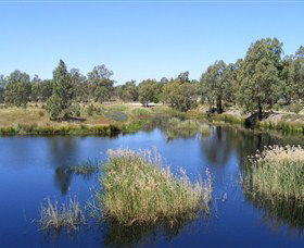 Narrandera Wetlands - Accommodation Sunshine Coast 0