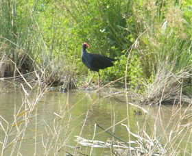 Narrandera Wetlands - Accommodation Sunshine Coast 2
