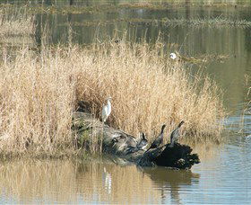 Narrandera Wetlands - Accommodation Sunshine Coast 3