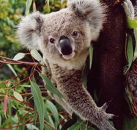Koala Spotting Regeneration Reserve - Accommodation Sunshine Coast
