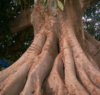The Big Fig Tree - Accommodation Sunshine Coast