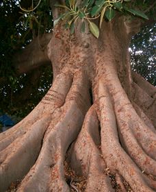 The Big Fig Tree - Accommodation Sunshine Coast 0