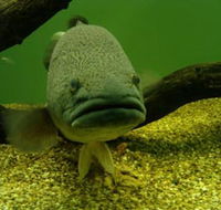 John Lake Centre - Narrandera Fisheries Centre - Accommodation Sunshine Coast