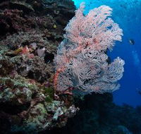 Barracuda Bommie Dive Site - Accommodation Sunshine Coast