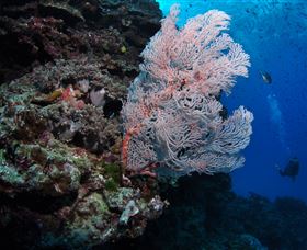 Barracuda Bommie Dive Site - Accommodation Sunshine Coast 0