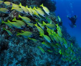 Barracuda Bommie Dive Site - Accommodation Sunshine Coast 2