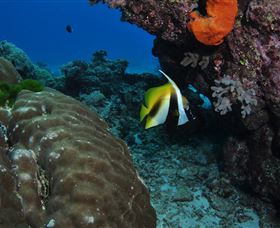 Barracuda Bommie Dive Site - Accommodation Sunshine Coast 3