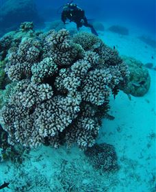 Castle Rock Dive Site - Accommodation Sunshine Coast 2