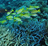 Castle Rock Dive Site - Accommodation Sunshine Coast