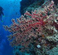 Nursery Bommie Dive Site - Accommodation Sunshine Coast