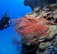 Three Sisters Dive Site - Accommodation Sunshine Coast