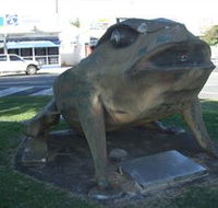 Big Cane Toad - Accommodation Sunshine Coast