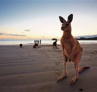Wallabies on the Beach at Cape Hillsborough - Accommodation Sunshine Coast