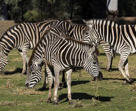 Taronga Western Plains Zoo, Dubbo - Accommodation Sunshine Coast 5