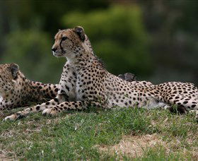 Taronga Western Plains Zoo, Dubbo - Accommodation Sunshine Coast 6