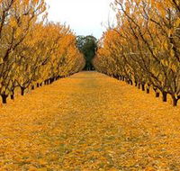 Sun Country on the Murray Farm Gate Trail - Accommodation Sunshine Coast