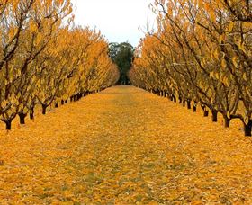 Sun Country On The Murray Farm Gate Trail - Accommodation Sunshine Coast 0