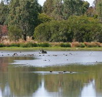 Cussen Park - Accommodation Sunshine Coast