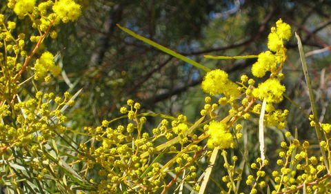 Beni State Conservation Area - Accommodation Sunshine Coast 3