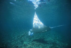 Manta Ray Bay Dive Site - Accommodation Sunshine Coast 0