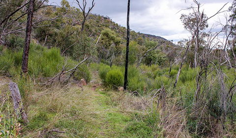 Lynchs Loop Trail - Accommodation Sunshine Coast 0