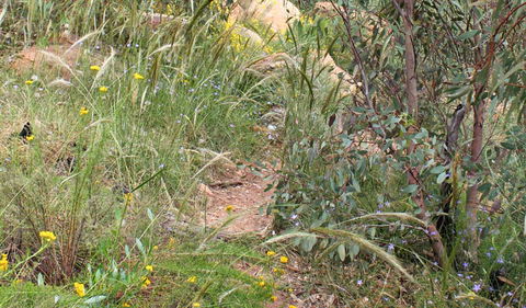 Ben Hall's Cave Walking Track - Accommodation Sunshine Coast 1
