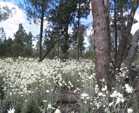 Self Drive Geology And Nature Trails - Accommodation Sunshine Coast 4