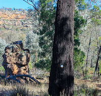 Eualdrie walking track - Accommodation Sunshine Coast