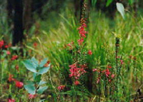 Enfield State Park - Accommodation Sunshine Coast 0