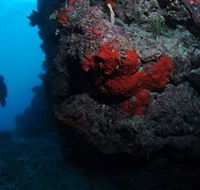 Stepping Stones Dive Site - Accommodation Sunshine Coast