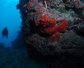 Stepping Stones Dive Site - Accommodation Sunshine Coast 0