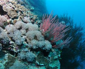 Stepping Stones Dive Site - Accommodation Sunshine Coast 1
