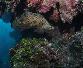 Stepping Stones Dive Site - Accommodation Sunshine Coast 2