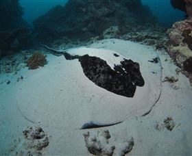 Stepping Stones Dive Site - Accommodation Sunshine Coast 3