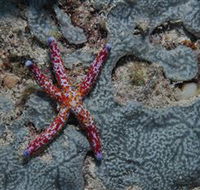 Clam Gardens Dive Site - Accommodation Sunshine Coast