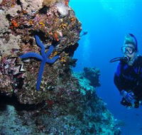 Lighthouse Bommie Dive Site - Accommodation Sunshine Coast