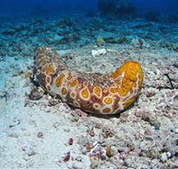Two Towers Dive Site - Accommodation Sunshine Coast