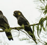 Conimbla National Park - Accommodation Sunshine Coast