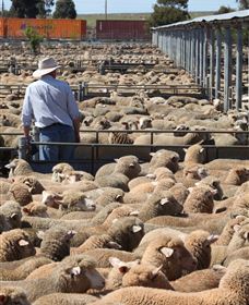 Livestock Marketing Centre - Accommodation Sunshine Coast 0