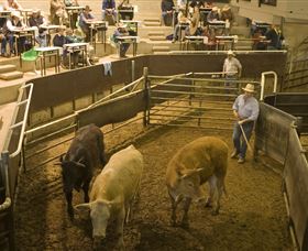 Livestock Marketing Centre - Accommodation Sunshine Coast 1
