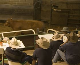 Livestock Marketing Centre - Accommodation Sunshine Coast 2